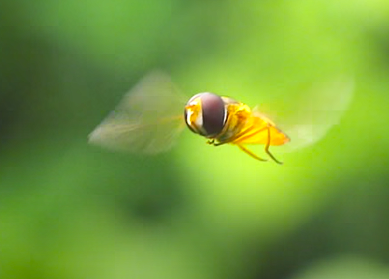 Insect Sentinels: Hover Flies Teaching Researchers Better Drone Detection for Defense