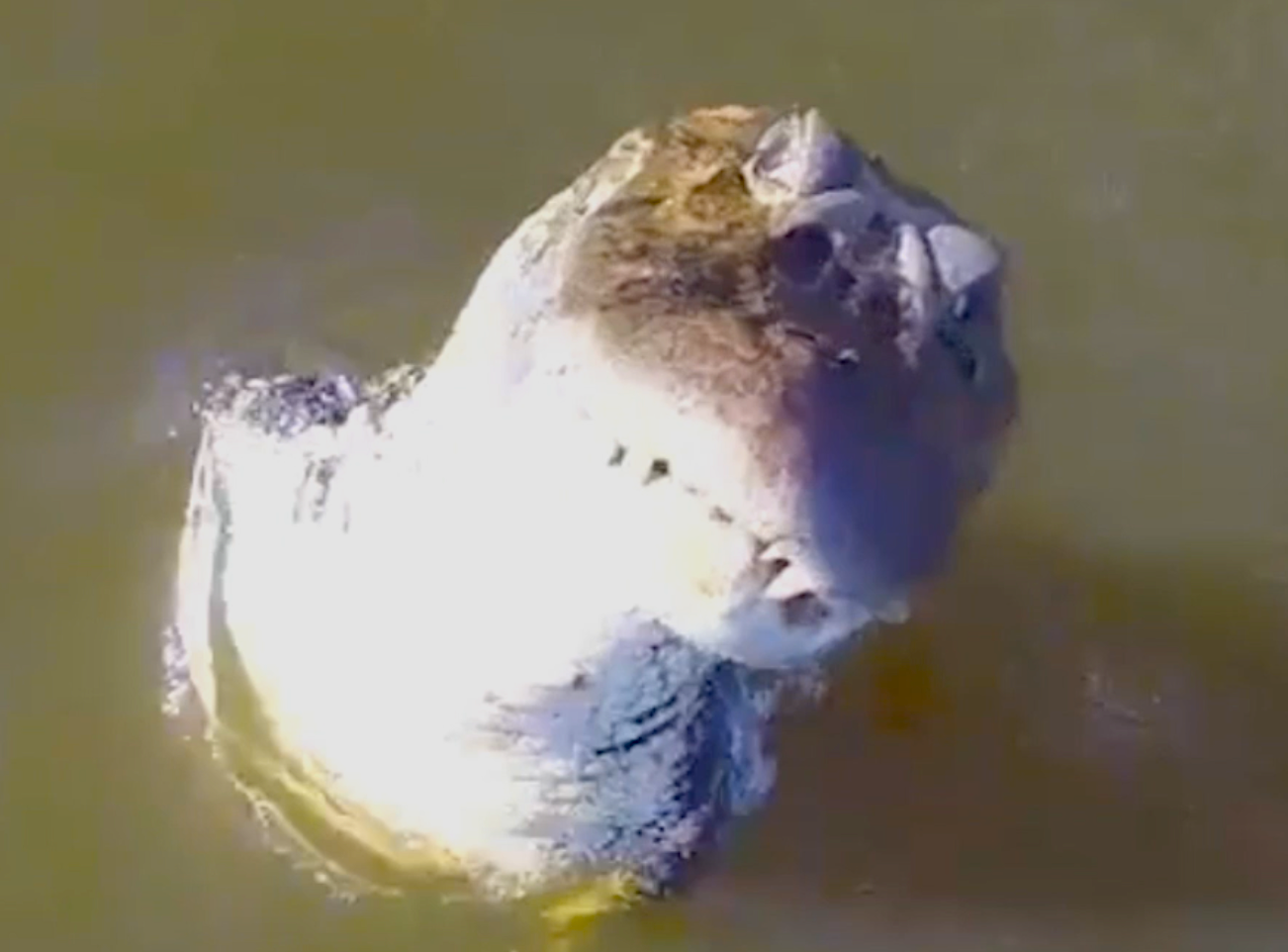 Alligator Proves to be an Excellent Defender Against Drone "Invasion"
