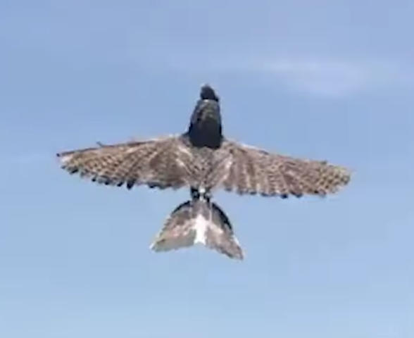 Bird Biomimicry Informs New Drone Design