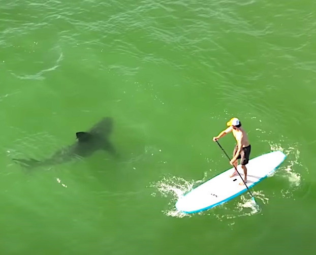 Great White Sharks on the Prowl