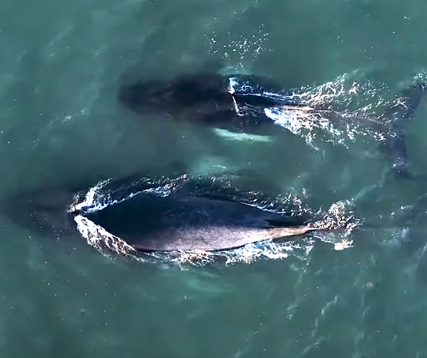Whale Watching by Drone