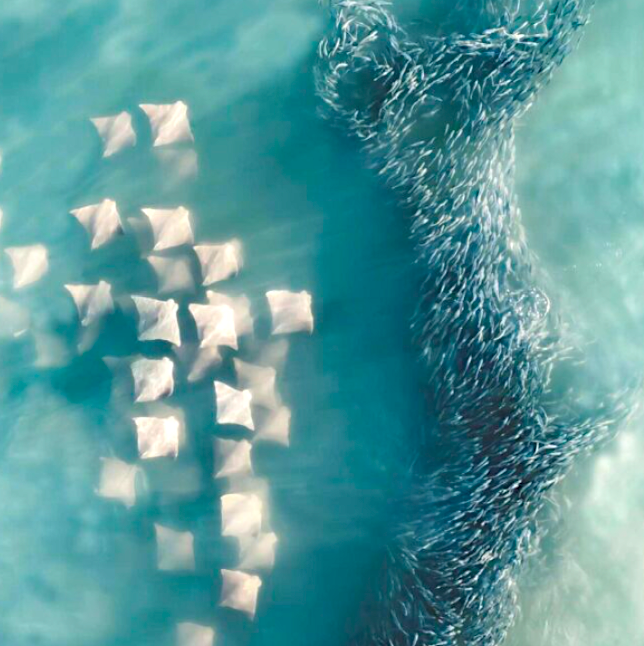 The Droning Company Member Joanna Steidle Wins Photography Award