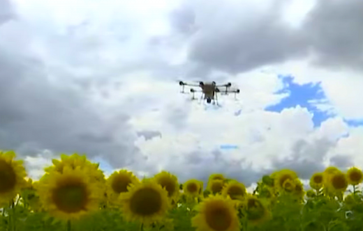 Here Come the Sunflowers: Drones Plant Seeds at Australian Farm
