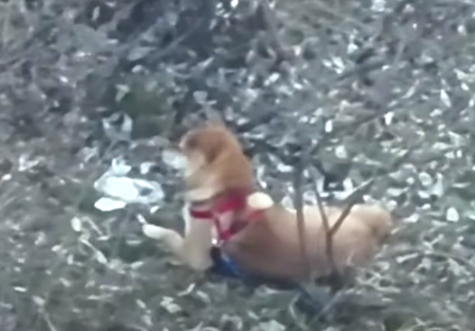 Drone Saves Shiba Inu