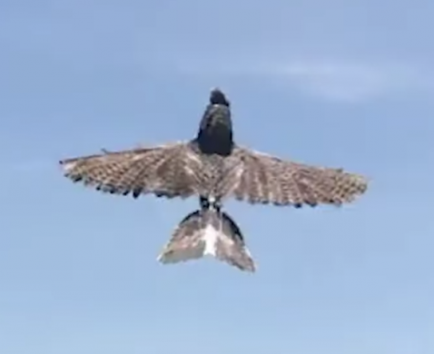 Bird Biomimicry Informs New Drone Design