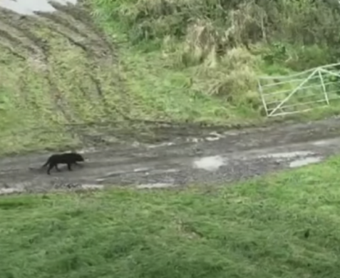 Drone to Home Reunites Pets with Owners