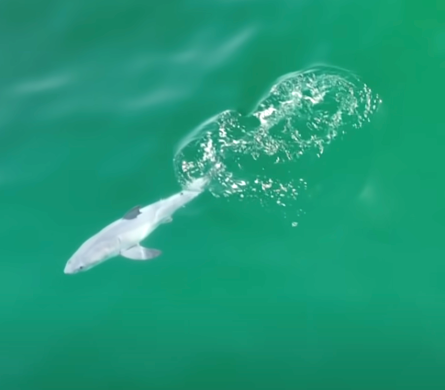Drone Captures Newborn Great White Shark for First Time Ever